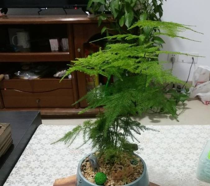 🌸电视家【今期澳门三肖三码开一码】-“中国最冷小镇”：杜鹃花开 大地披彩衣  第4张