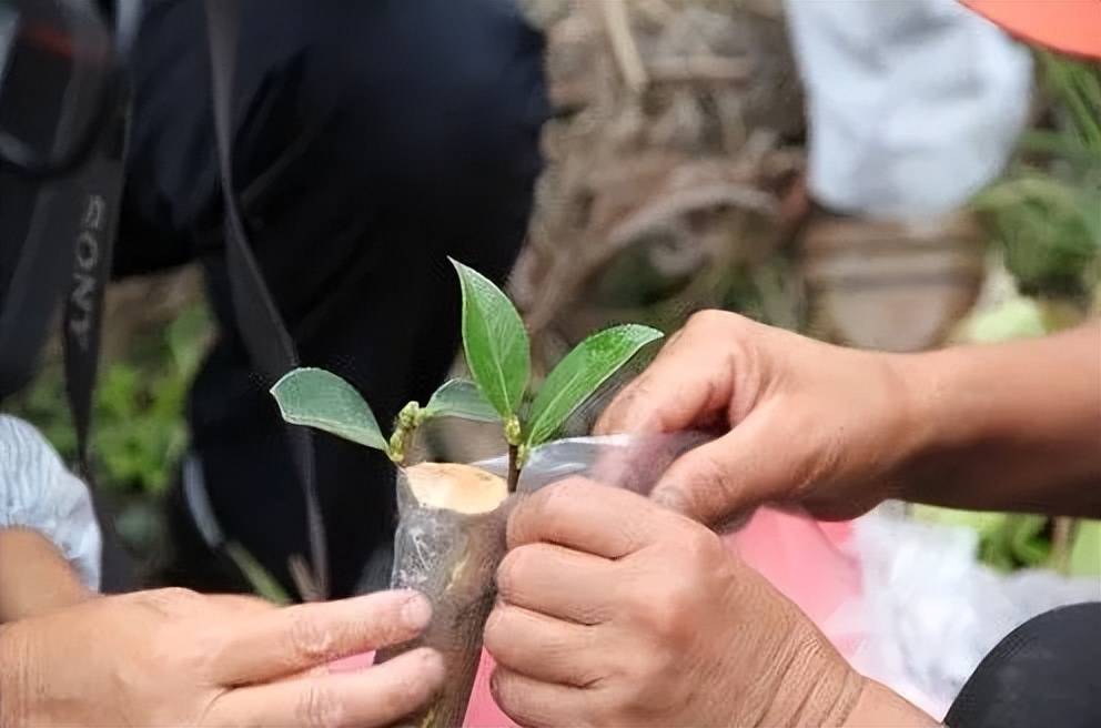 🌸电视家【今期澳门三肖三码开一码】-水培洋葱的种植方法  第2张