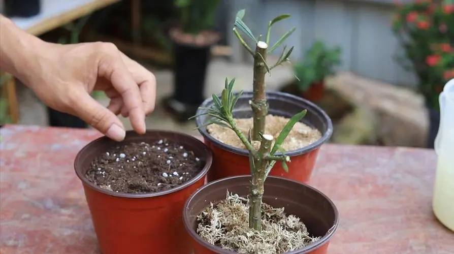 🌸谷歌【澳门管家婆一肖一码100精准】-最宠老婆的星座男