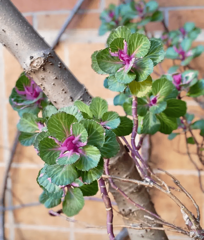 🌸芒果影视【新澳彩资料免费长期公开930期】-留学美国优选专业！宾夕法尼亚大学读写研究教育硕士项目介绍！