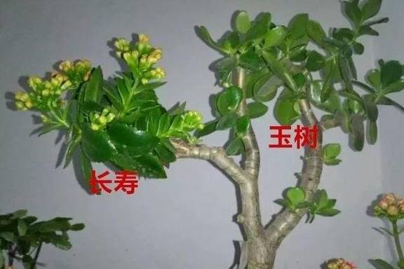 🌸小红书【澳门天天彩免费资料大全免费查询】-红楼梦：鲍二家的之死，对王熙凤和贾府有什么影响？