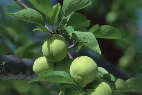 🌸龙珠直播【澳门一肖一码精准100王中王】-同植廉洁树 共育清风林 广发银行台州分行用行动增添新绿  第2张