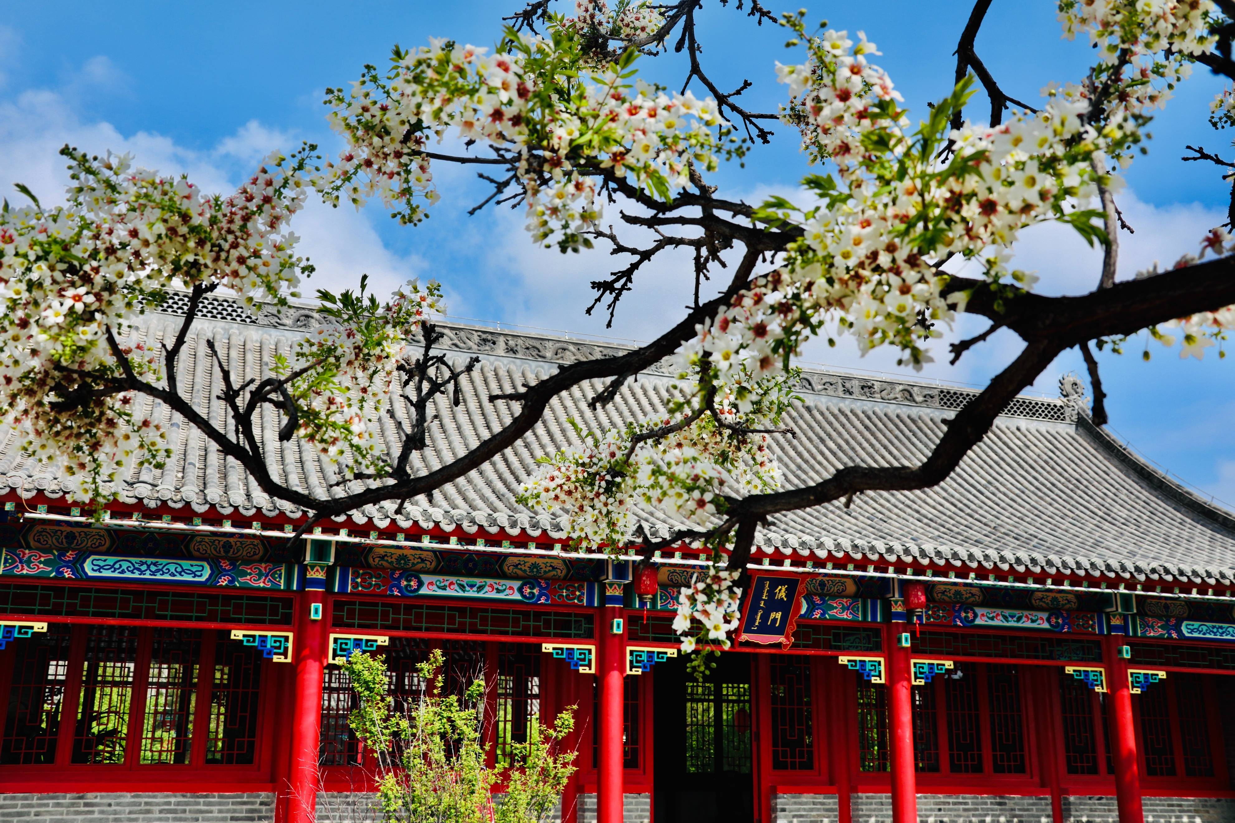 🌸京东【最准一肖一码一一子中特】-都知“盆景”养成老桩价值高，浇水“对了”成功一半，快来学一下  第4张