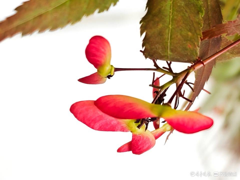 🌸新浪电影【澳门一肖一码必中一肖一码】-共享绿色生态！厦门园林植物园全力创建“无废景区”