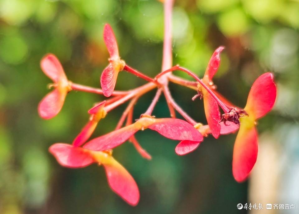 🌸电视家【今期澳门三肖三码开一码】-铜矿砂价格多少钱一吨?  第1张