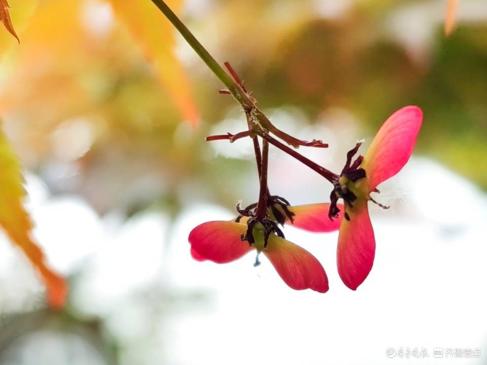 🌸澎湃新闻【澳门一码中精准一码免费中特  】-好听有寓意的古代男子名字 男孩子古风寓意好的名字  第2张