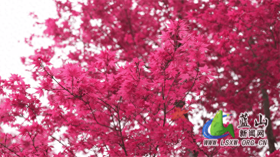 🌸豆瓣电影【新澳门一码一肖一特一中】-中国最贵的一棵树，掉下来的树叶曾拍卖到20万，尼克松得到过4两  第3张