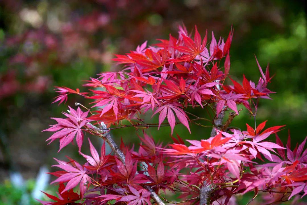 🌸电视家【今期澳门三肖三码开一码】-加蓬缉获大量原木低价出售给工厂？