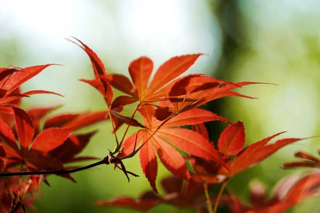 🌸电视家【今期澳门三肖三码开一码】-美国FBI加州训练基地爆炸，16名警员受伤