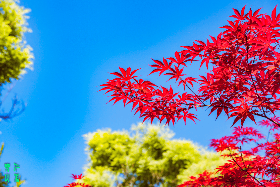 🌸新浪电影【澳门王中王100%期期中】-一棵摇钱“树”，开“花”也生“菜”