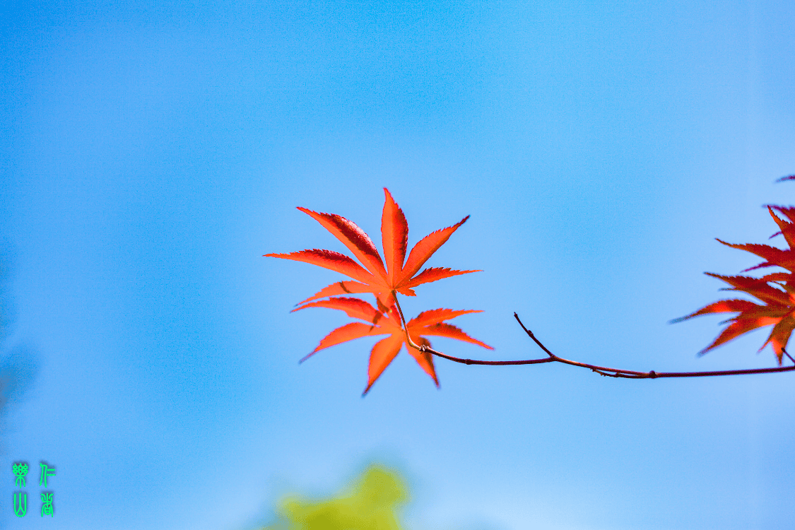 🌸搜狐【澳门今晚必中一肖一码准确9995】-雍正帝的嫡长子弘晖，八岁便已夭折，原来弘晖的死和康熙帝有关