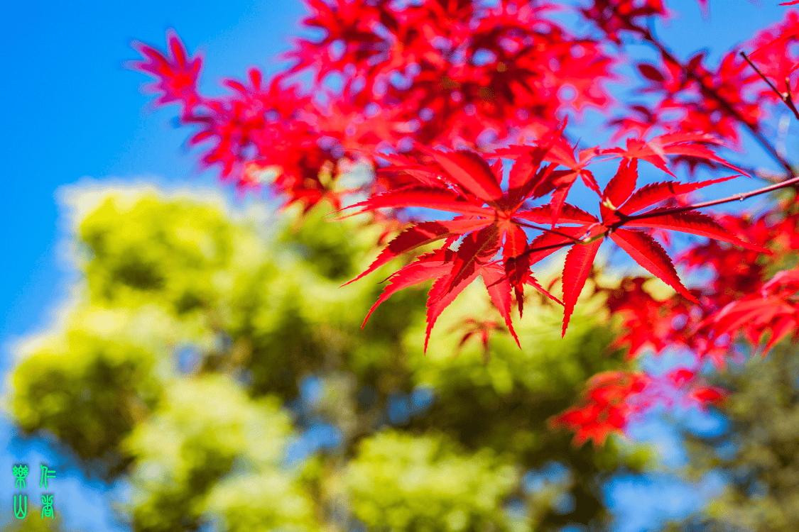 🌸爱奇艺【澳门一肖一码必中一肖一码】-智能门锁都有哪些种类，原来这些所都是假智能锁