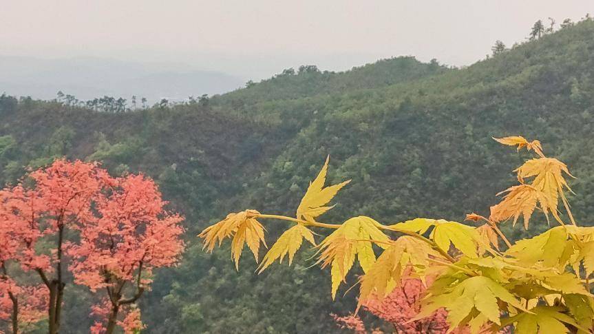 🌸百度【管家婆一肖一码100%准确】-火车到张家界旅游攻略图片 ,这篇旅游攻略，不走冤枉路，不花冤枉钱！  第1张