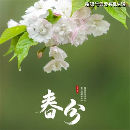 🌸影院365【管家婆一肖-一码-一中一特】-稀奇！桂花树结果了，桂花果有3大作用，价值极高，农民要了解！  第3张