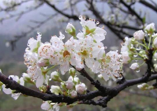 🌸京东【最准一肖一码一一子中特】-金山陵园环境优美四季常青  第4张