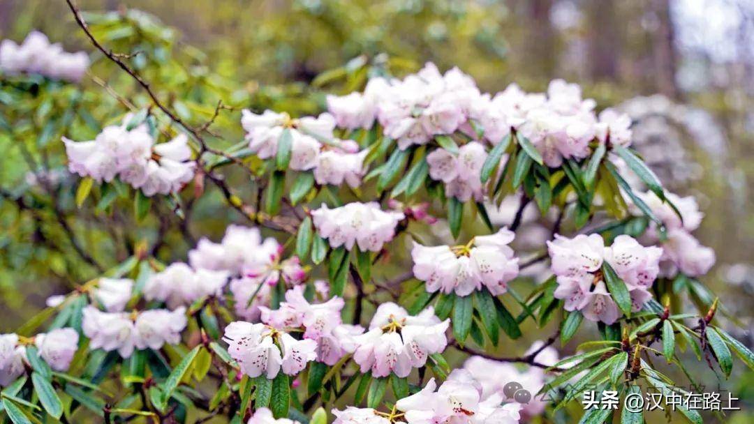 🌸澎湃新闻【澳门一码中精准一码免费中特  】-软电缆和硬电缆哪个更好用？