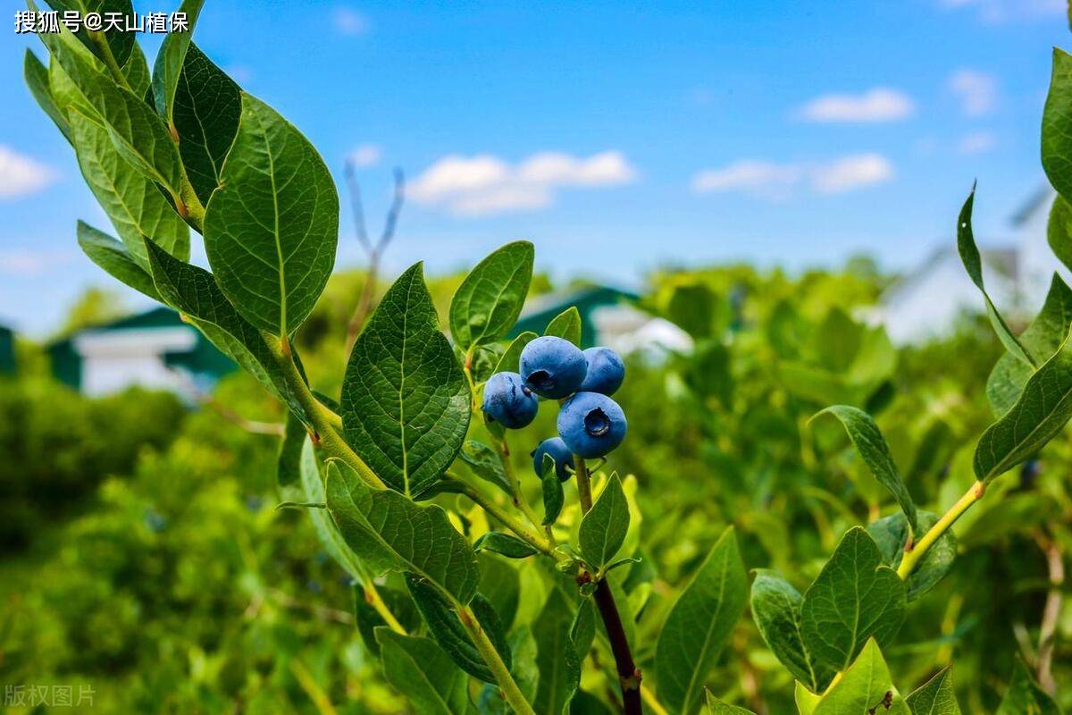 🌸快手短视频【2024新澳门正版免费资料】-都知“盆景”养成老桩价值高，浇水“对了”成功一半，快来学一下