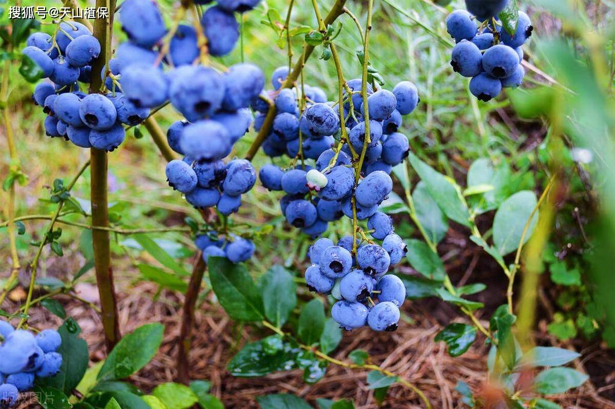 🌸龙珠直播【澳门一肖一码精准100王中王】-虫白蜡_蜂蜡长期供应  第2张