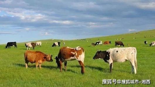 🌸飞猪视频【2024澳门资料大全免费】-都知“盆景”养成老桩价值高，浇水“对了”成功一半，快来学一下