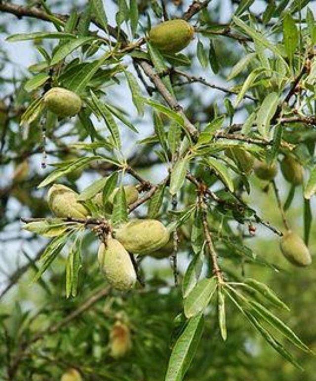 🌸爱奇艺【澳门一肖一码必中一肖一码】-螺丝菜的种植方法  第2张