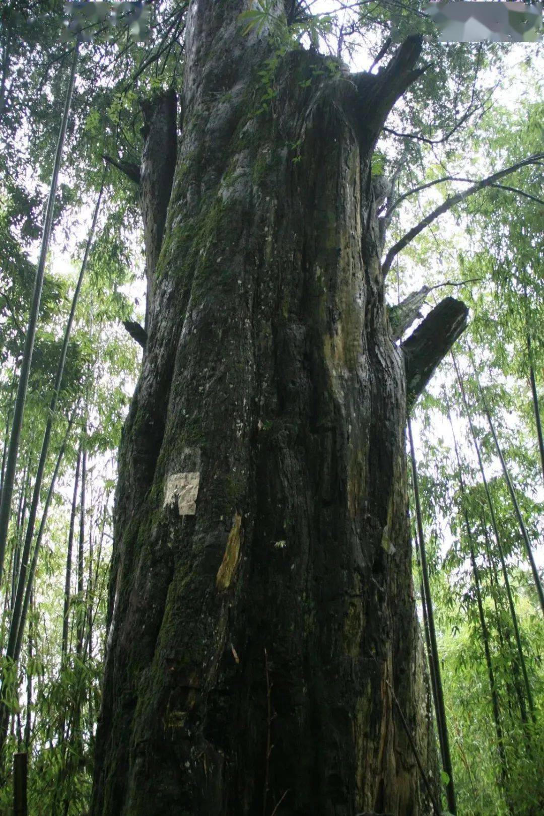 🌸酷我音乐【2024一肖一码100精准大全】-大全指南，美国留学艺术院校历史及介绍  第2张