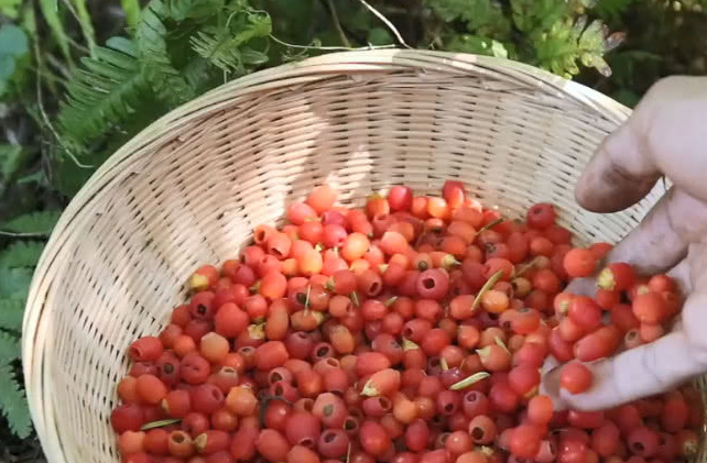 🌸趣头条【香港二四六开奖免费资料】-虫白蜡_蜂蜡生产厂家  第4张