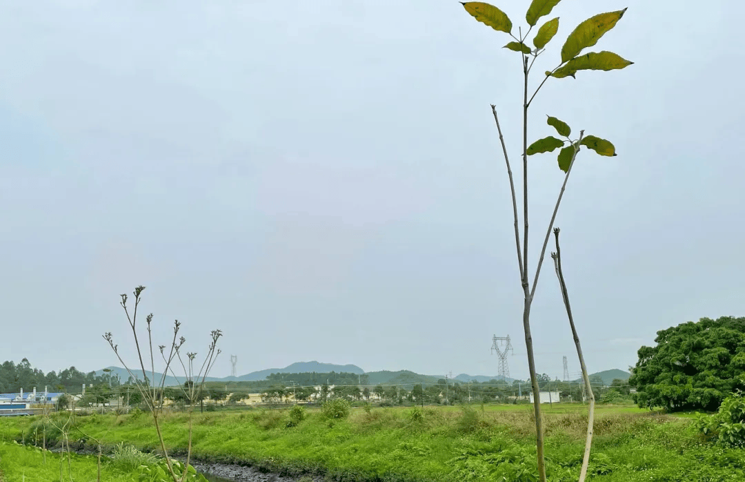 🌸好莱坞在线【2024年澳门今晚开奖号码】-延吉市开展节前旅游市场价格监督检查  第4张