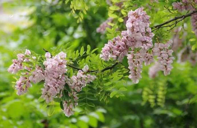 🌸电视家【今期澳门三肖三码开一码】-全球最大樱花基地，竟在中国！比日本绝美，即将花开成海，居然免费！