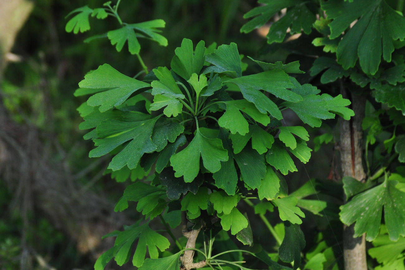 🌸芒果影视【新澳彩资料免费长期公开930期】-已种植苗木超900万株！广东扎实推进乡村绿化工作  第1张