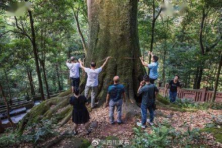 🌸新闻【2024新澳门天天开好彩大全】-闵行这里一年只开放1个月，好多盆栽的老梅桩……错过就等下一年  第3张