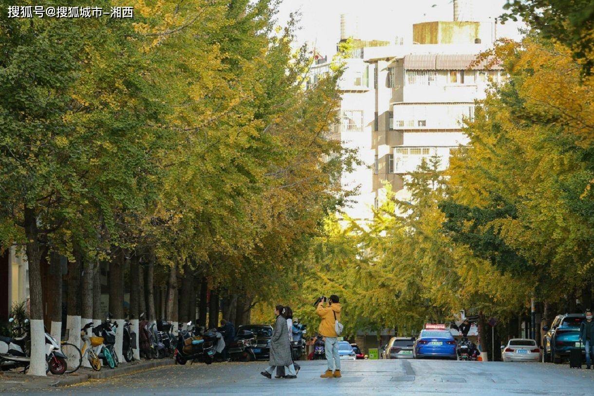 🌸新浪电影【新澳门精准资料大全管家婆料】-生命，是一树花开  第1张