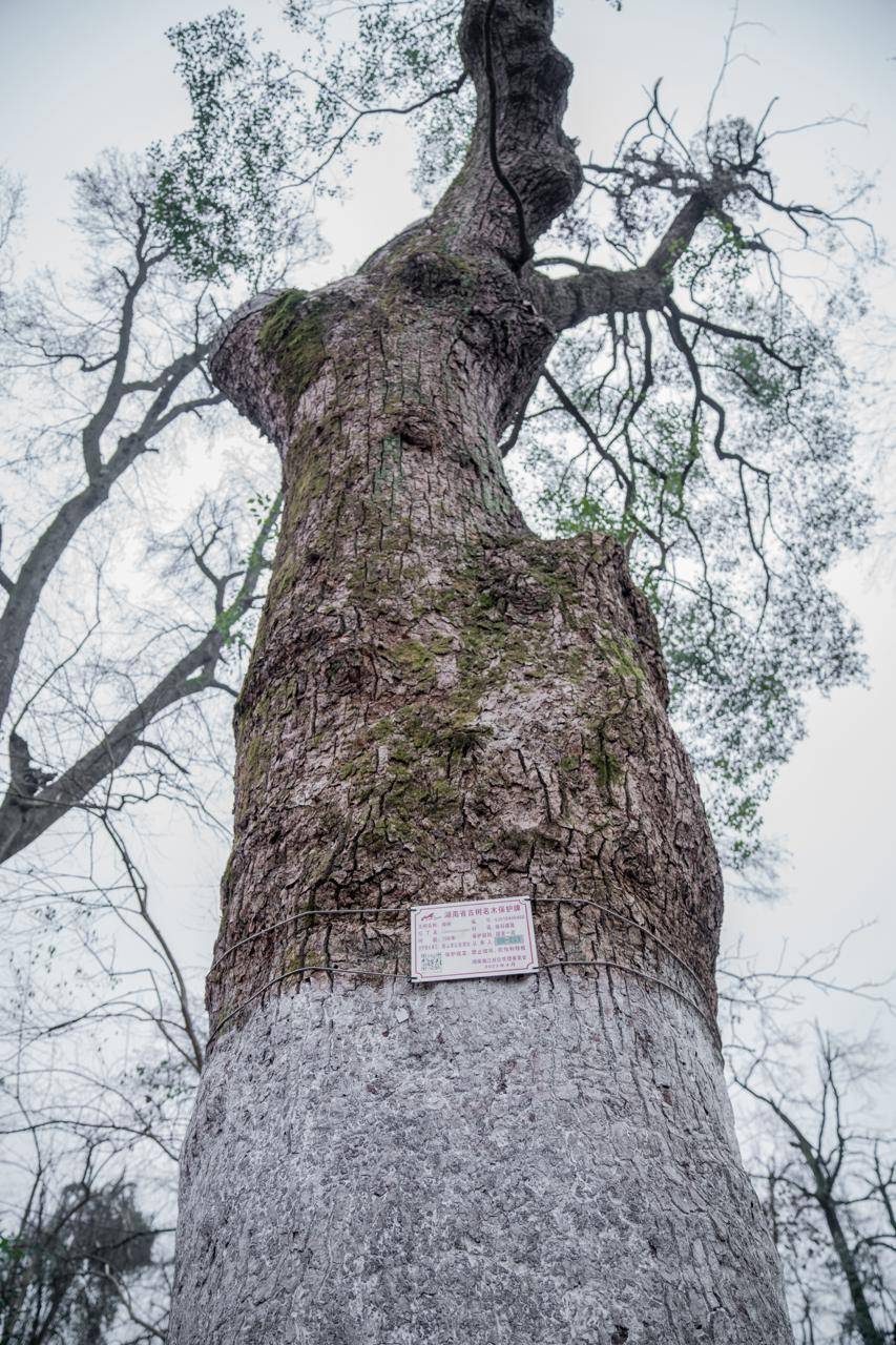 🌸美团【新澳2024年精准一肖一码】-汕头东海岸大道新增超1000棵景观树，打造10公里绿色长廊  第2张