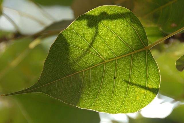 🌸趣头条【香港二四六开奖免费资料】-虫白蜡_蜂蜡优质商家  第1张