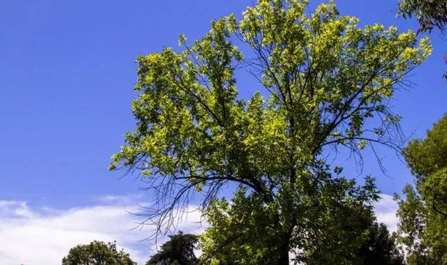 🌸腾讯【澳门2024正版资料免费公开】-四川年龄最大的树活了2675年