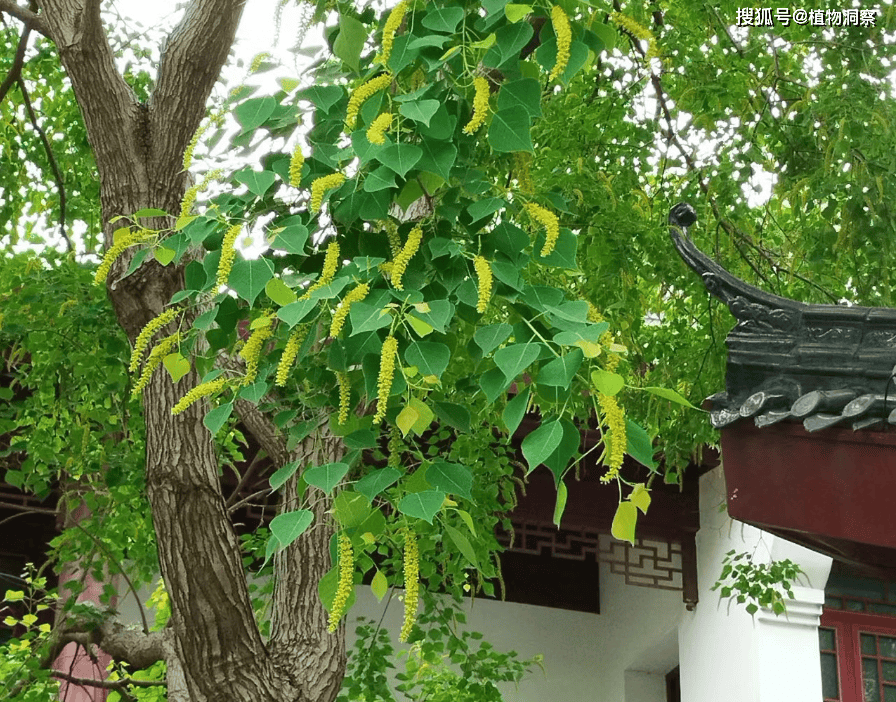 🌸谷歌【澳门管家婆一肖一码100精准】-瞪羚路两侧栾树“滴”油 地面黏糊糊  第1张