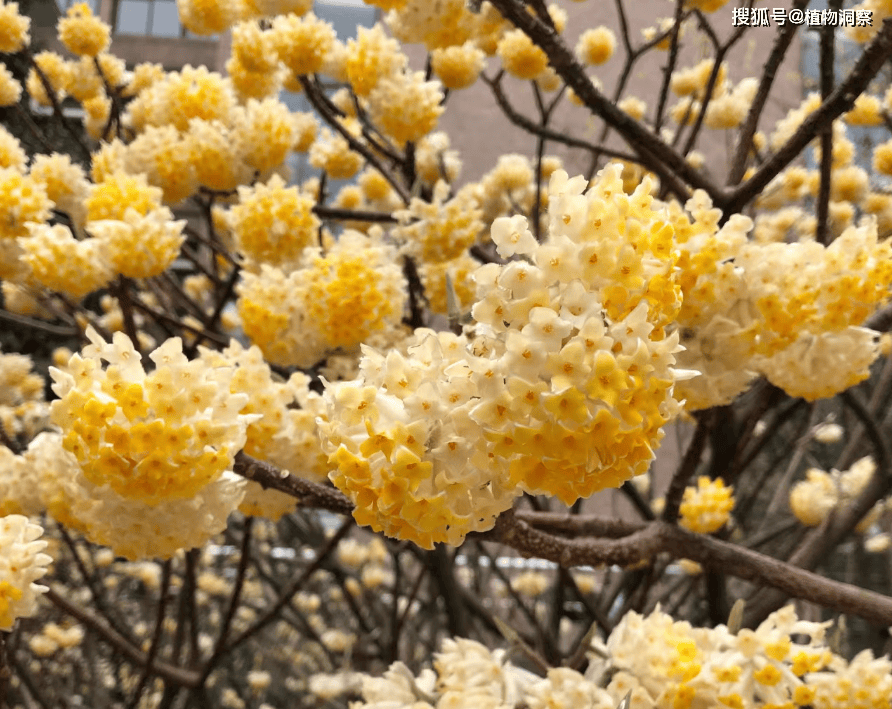 🌸小红书【澳门天天彩免费资料大全免费查询】-洗发水去屑好还是控油好  第3张