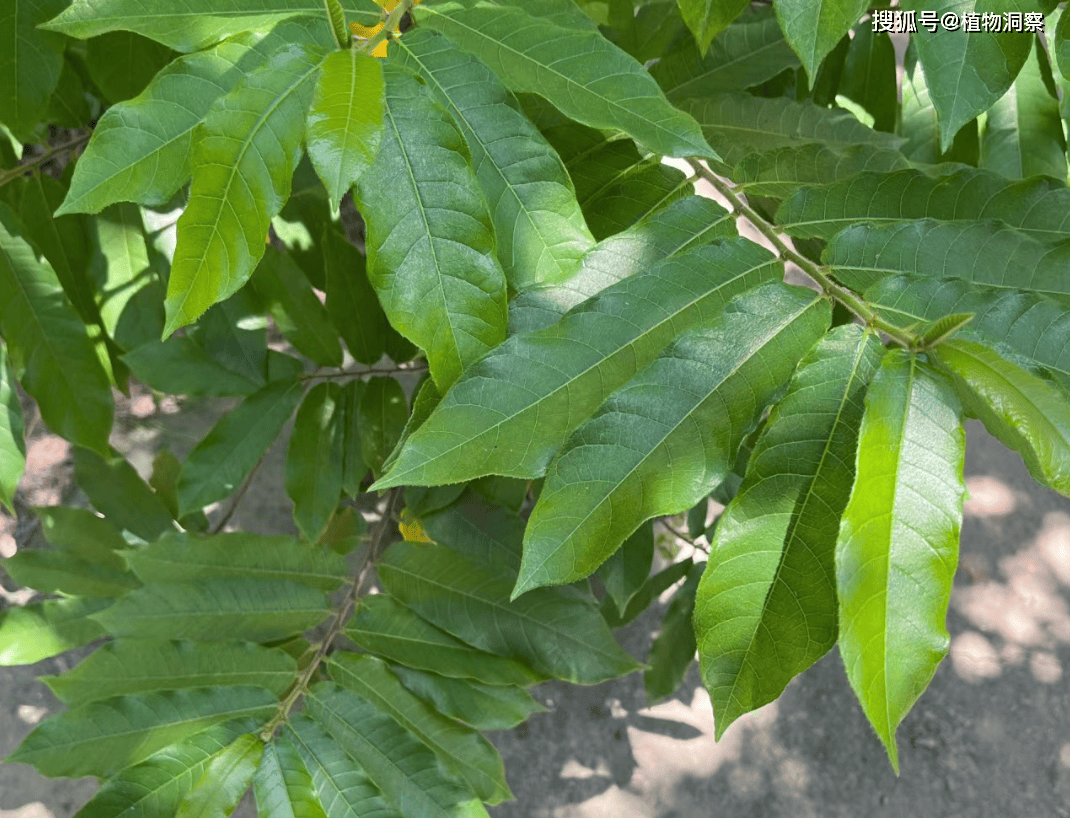 🌸影视风云【澳门天天开彩好正版挂牌】-对于传统行业来说，信息流广告和搜索广告哪个更贵？  第5张