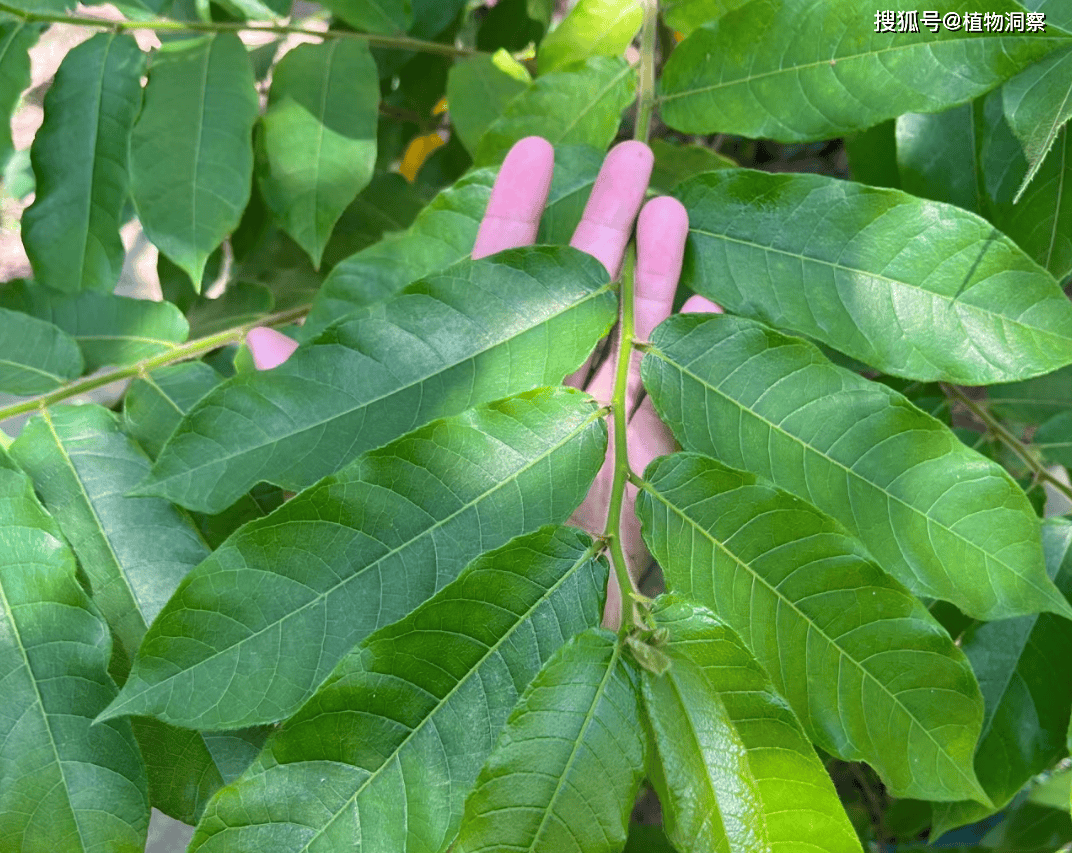 🌸影院365【管家婆一肖-一码-一中一特】-​市场传出大消息，影响玉米价格几何？