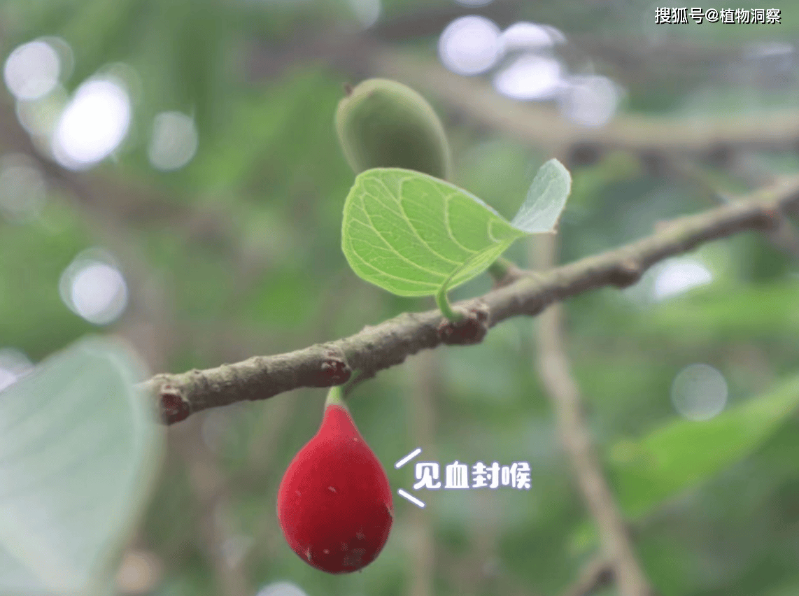 🌸芒果影视【新澳彩资料免费长期公开930期】-花开成景 花落成诗  第2张