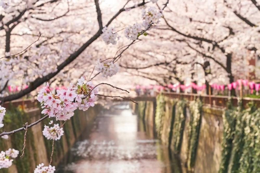 🌸电视家【今期澳门三肖三码开一码】-澳洲和美国留学究竟哪个更贵？各方面费用全面对比  第3张