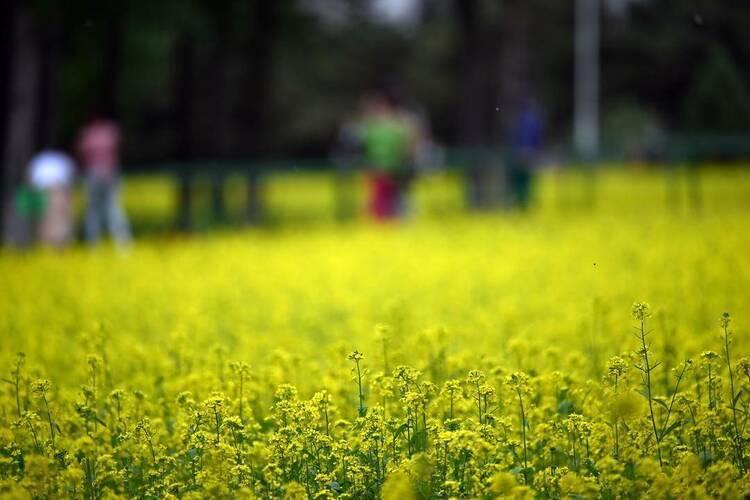 🌸趣头条【2024澳门特马今晚开奖】-南京无痛全口种植牙:一颗牙齿多少钱  第5张