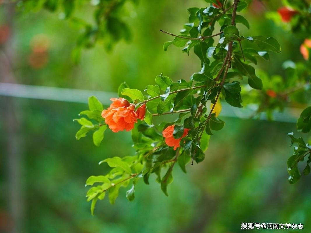 🌸趣头条【香港二四六开奖免费资料】-买完房子之后，“红本”和“绿本”有很大的区别，别吃了哑巴亏  第4张