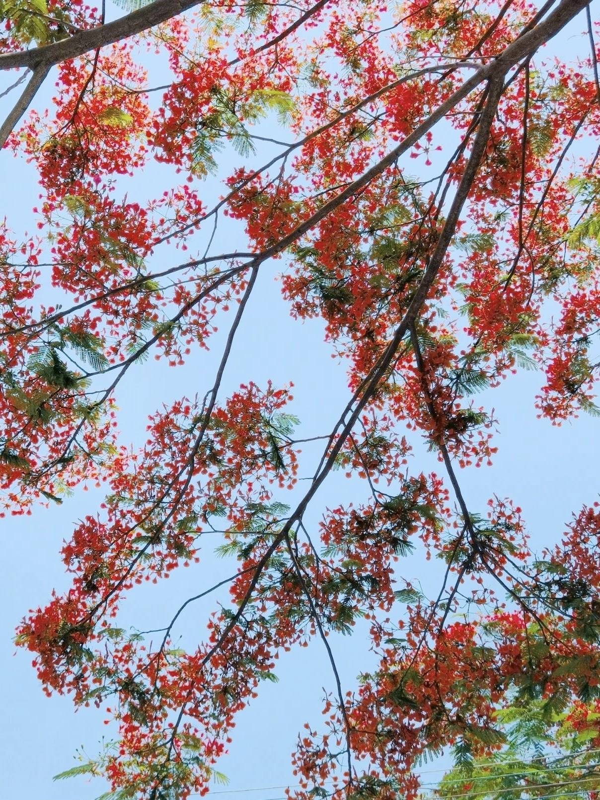 🌸新浪电影【澳门一肖一码必中一肖一码】-圣女果的种植方法和技术  第4张