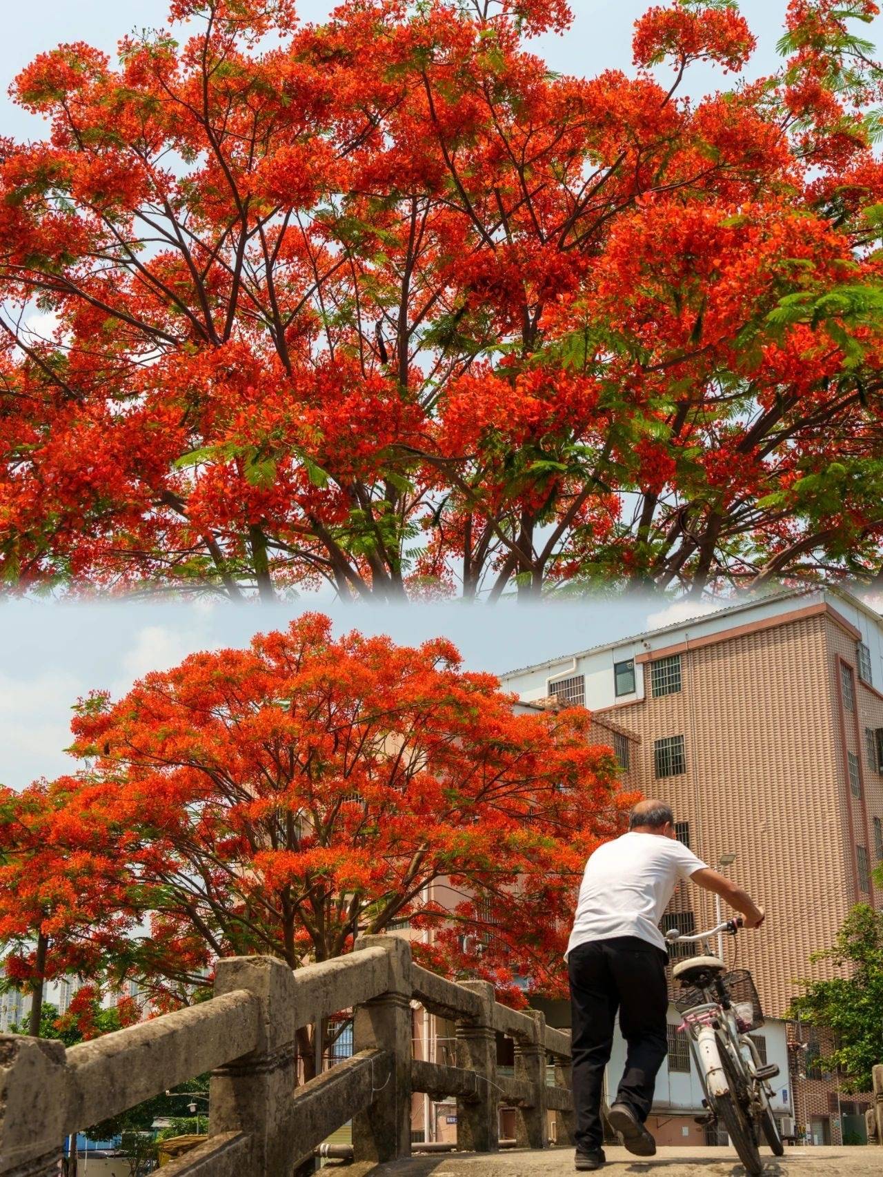 🌸趣头条【香港二四六开奖免费资料】-林依晨产后复出：坚持工作，拒绝退圈要求  第6张