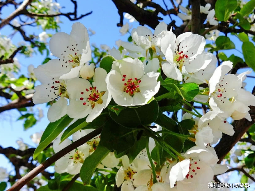 🌸电视家【今期澳门三肖三码开一码】-五角枫2024年3月7日报价-《苗青青苗木平台》  第4张