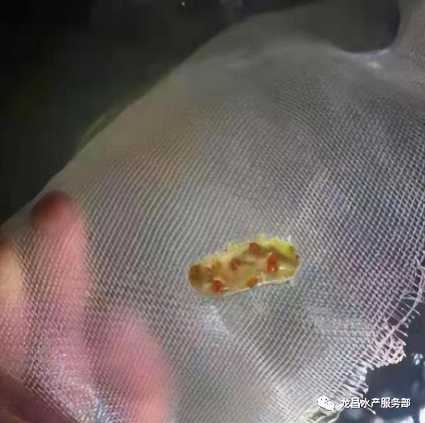 🌸新华网【新澳彩资料免费资料大全】-陈皮的功效与作用及食用方法  第2张