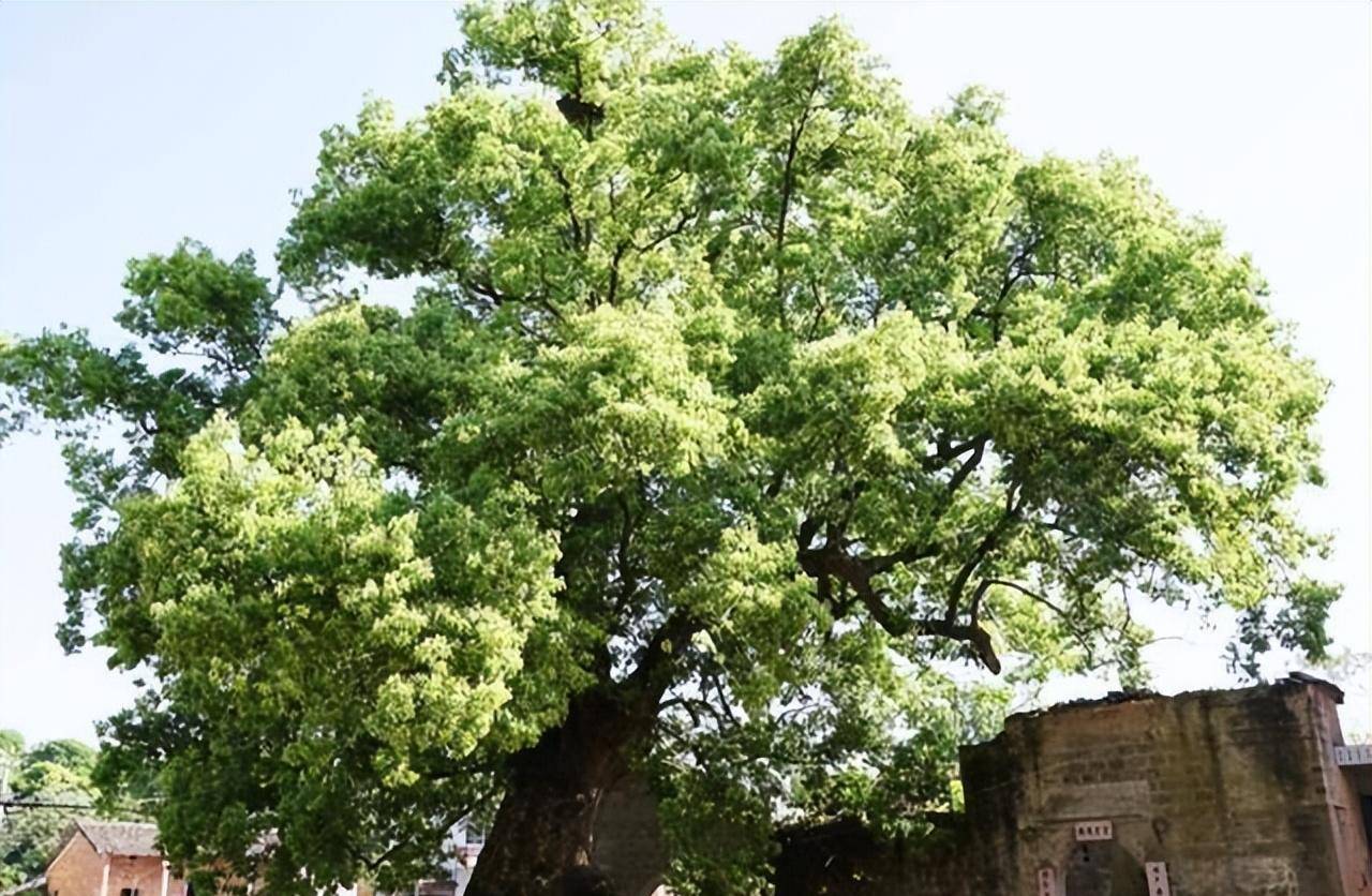 🌸爱奇艺【澳门一肖一码必中一肖一码】-南京茀莱堡无痛种植牙医院：南京做牙冠多少钱一颗  第5张