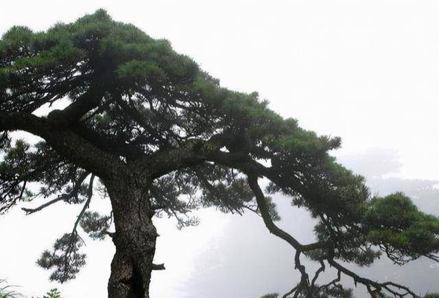 🌸爱奇艺【澳门一肖一码必中一肖一码】-熟铁和生铁的区别  第3张