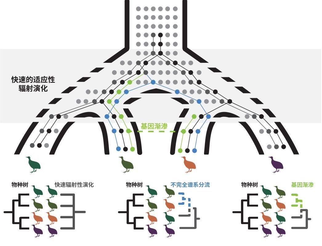 🌸新华网【新澳彩资料免费资料大全】-国槐2024年4月23日报价