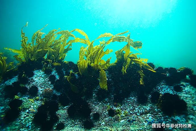 🌸谷歌【澳门管家婆一肖一码100精准】-农村随处可见的枇杷树，它全身是宝，有4大作用，价值极高，农民朋友要了解！  第4张